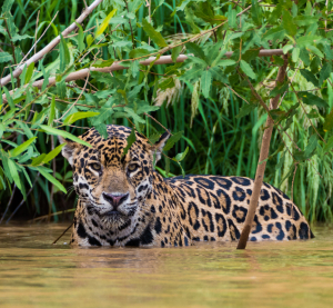 Ein Jaguar steht halb im Wasser, umgeben von dichtem grünen Uferbewuchs, und blickt direkt in die Kamera.