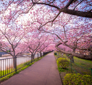 Weg entlang eines Flusses unter einem Tunnel aus rosa blühenden Kirschbäumen.