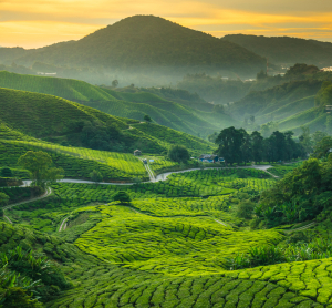 Grüne Teeplantagen in den Cameron Highlands in Malaysia bei Sonnenaufgang, mit nebelverhangenen Hügeln und sanft geschwungenen Feldern.