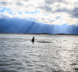 Walflosse ragt aus dem Atlantik vor den Azoren, Sonnenstrahlen durchbrechen die Wolken.