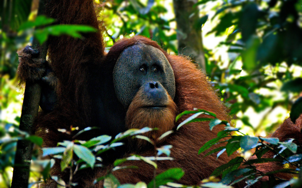 Orang Utan in Sumatra