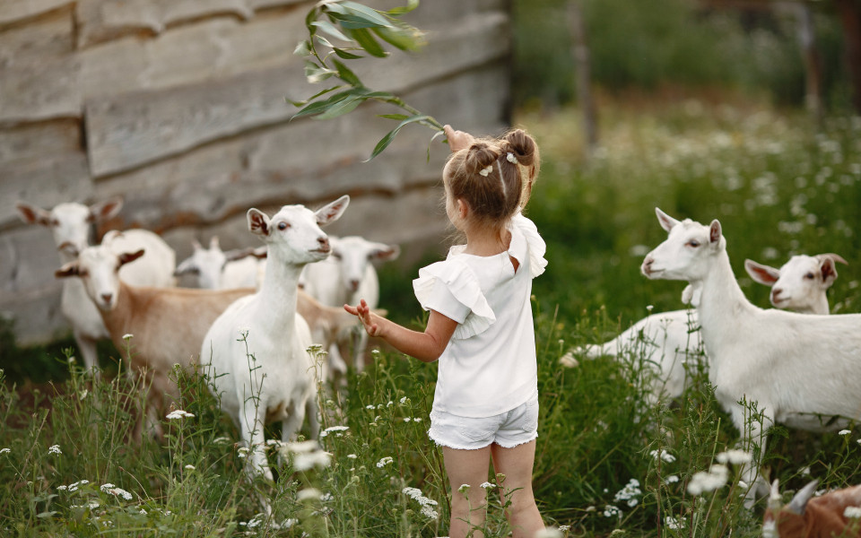 Kind füttert Ziegen in einem Wildpark am Gardasee.