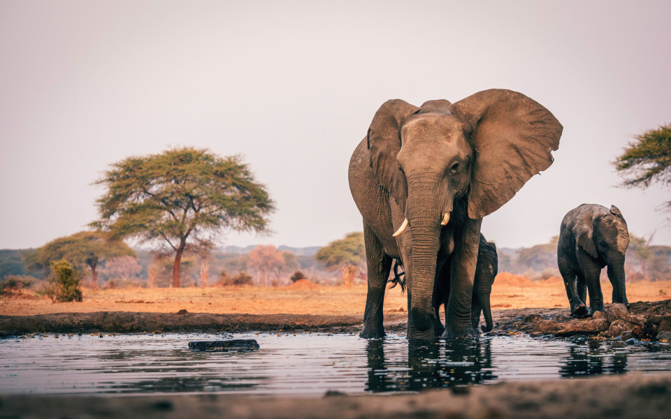 Elefantenkuh mit Jungem am Wasserloch, Senyati Safari Camp, Botswana