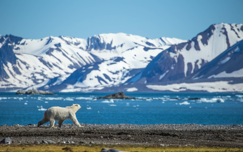 Ein Eisbär läuft entlang der Küste von Spitzbergen, mit schneebedeckten Bergen im Hintergrund und treibenden Eisschollen im Wasser.